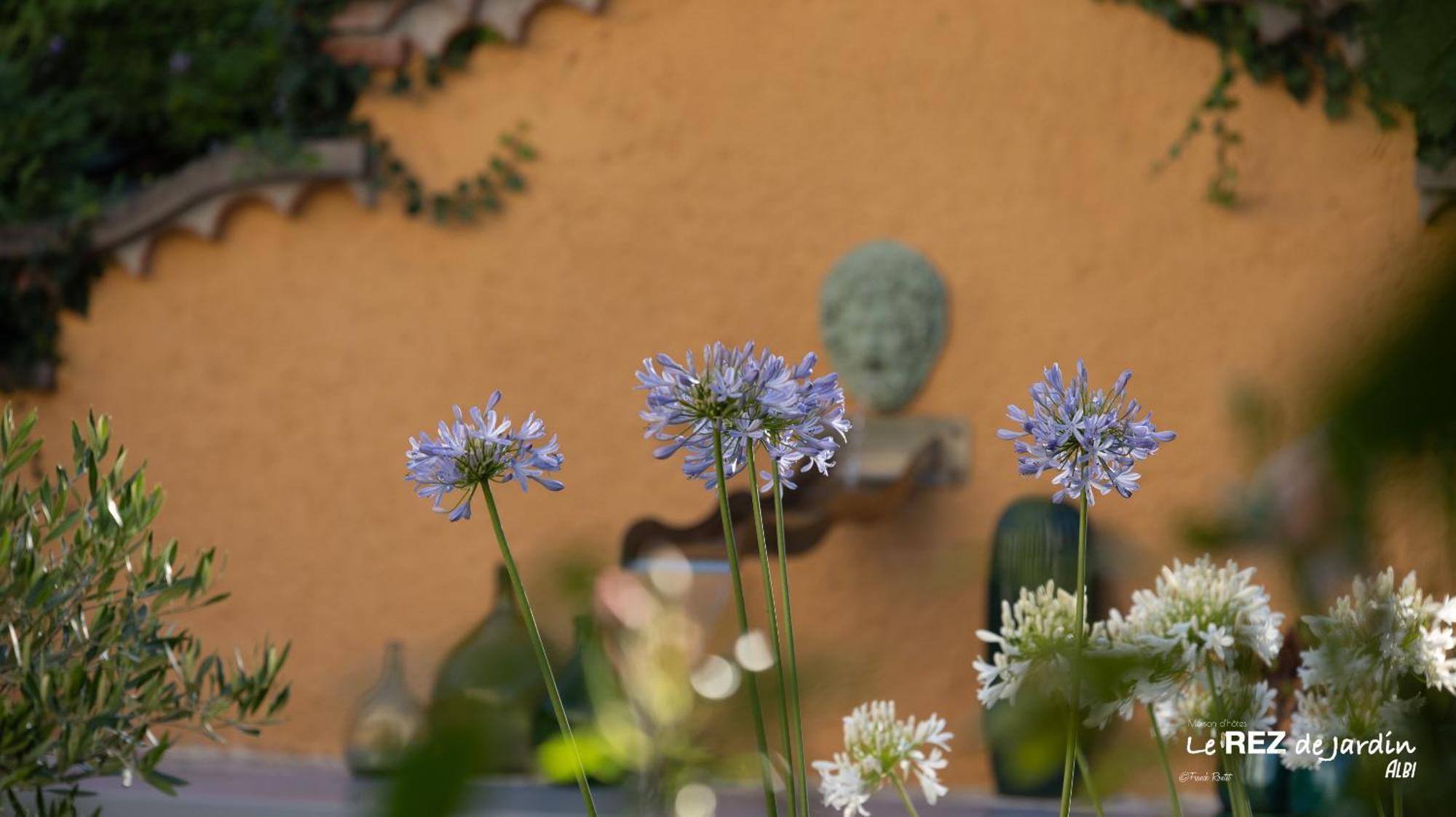 Le Rez De Jardin Albi Hotel Buitenkant foto